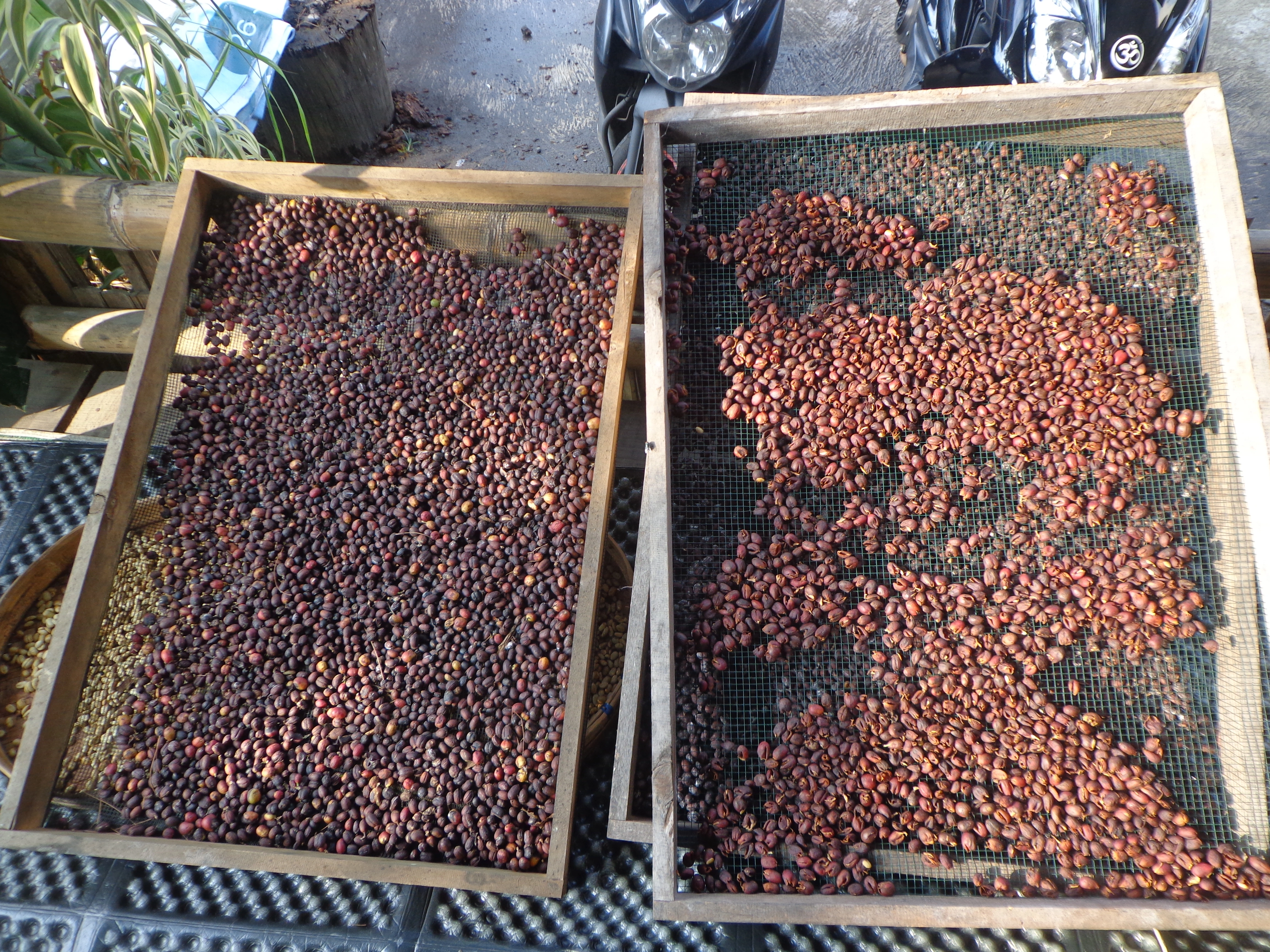 Roasting Kopi Sekipan